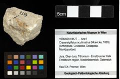 Foto (Objekt + Etiketten) von Cracensigillatus acutirostrus (Moericke, 1889) 